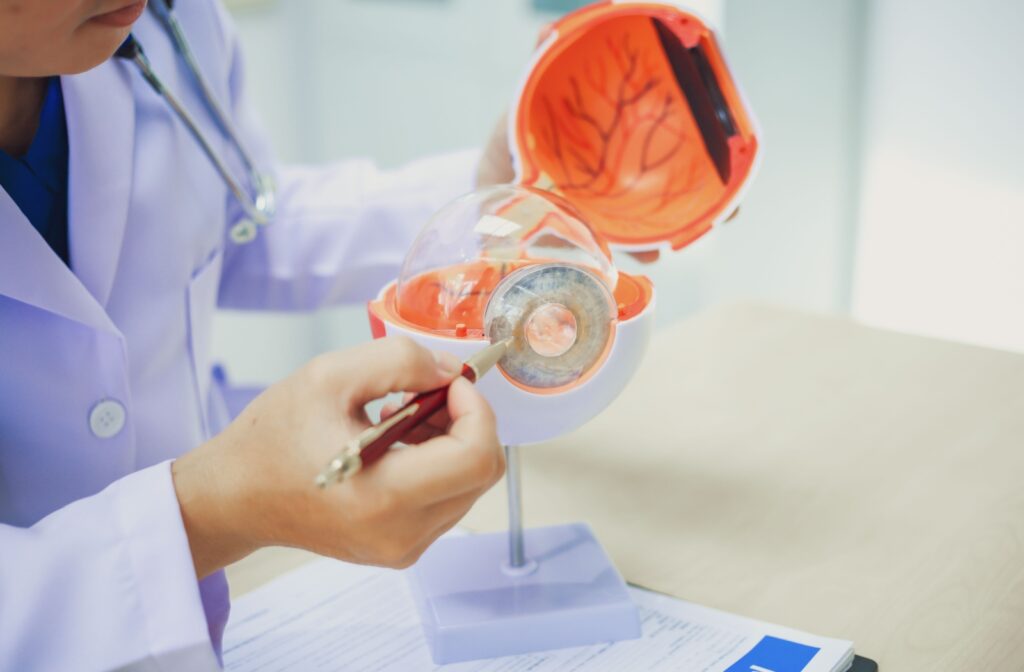 Optometrist holding a model of an eye, pointing to internal structures to explain how signs of diabetes can appear during an eye exam.